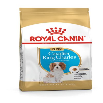 CAVALIER KING CHARLES PUPPY 1.5KG