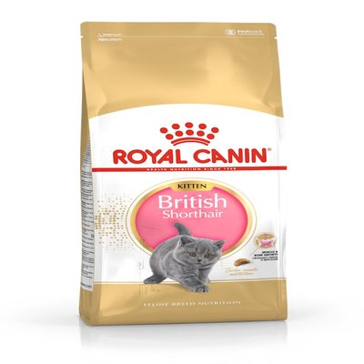 BRITISH SHORTHAIR KITTEN 2KG