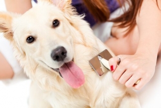 Köpeklerin Tüy Dökülmesinde Alabileceğiniz Önlemler Nelerdir?