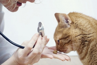 Kısırlaştırma Sonrası Kedi Bakım Süreci ve Alınabilecek Önlemler
