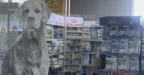 Mama İste'yi Keşfedin: Bahçeşehir'in 7/24 Evcil Hayvan Ürünleri Mağazası