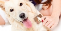 Köpeklerin Tüy Dökülmesinde Alabileceğiniz Önlemler Nelerdir?