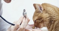 Kısırlaştırma Sonrası Kedi Bakım Süreci ve Alınabilecek Önlemler